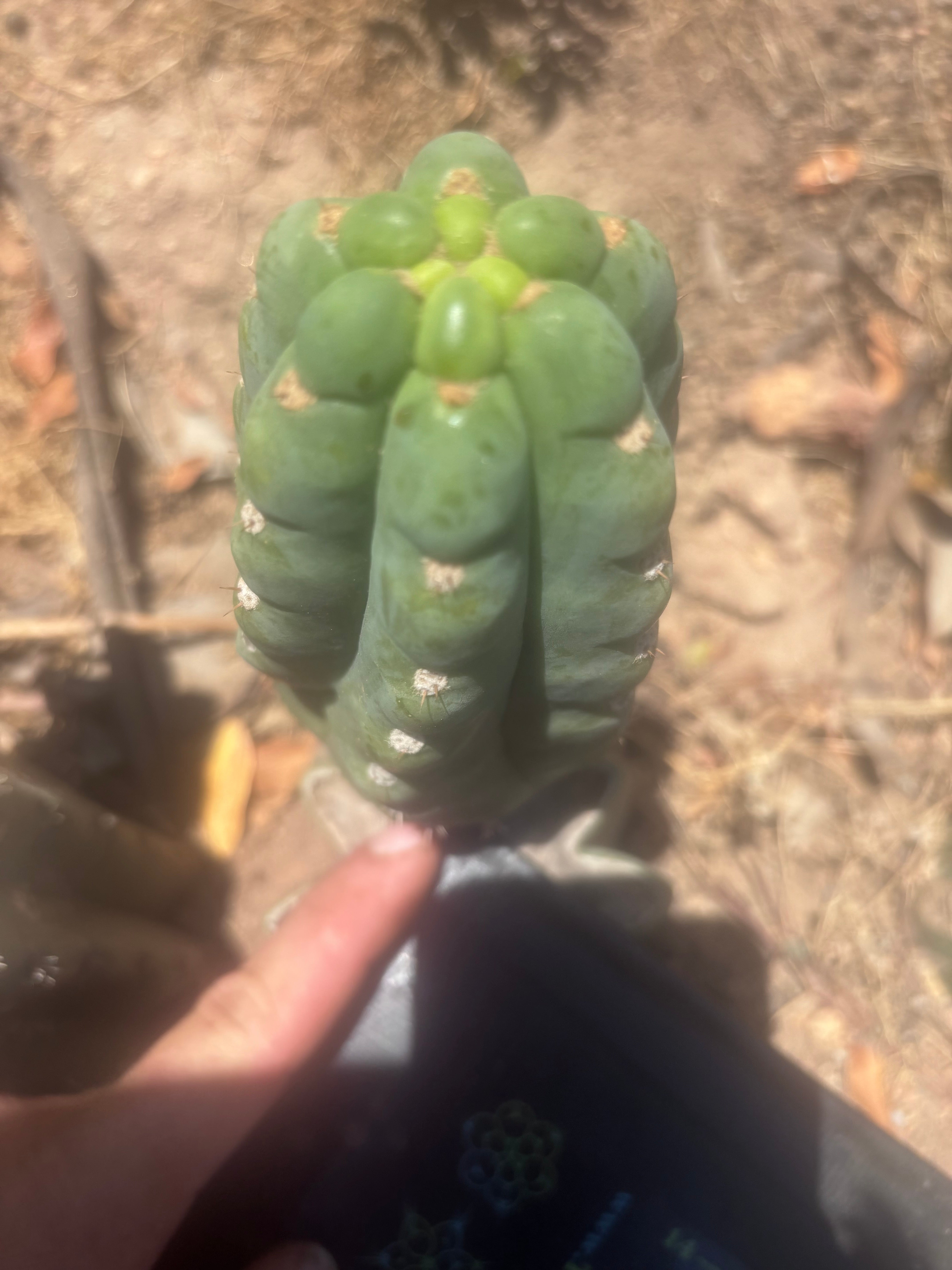 💎👑🌶️  Ichoca — 6.5” Pup