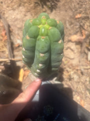 💎👑🌶️  Ichoca — 6.5” Pup