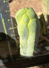 👑💎🌶️ Caballero — 7.5” Pup