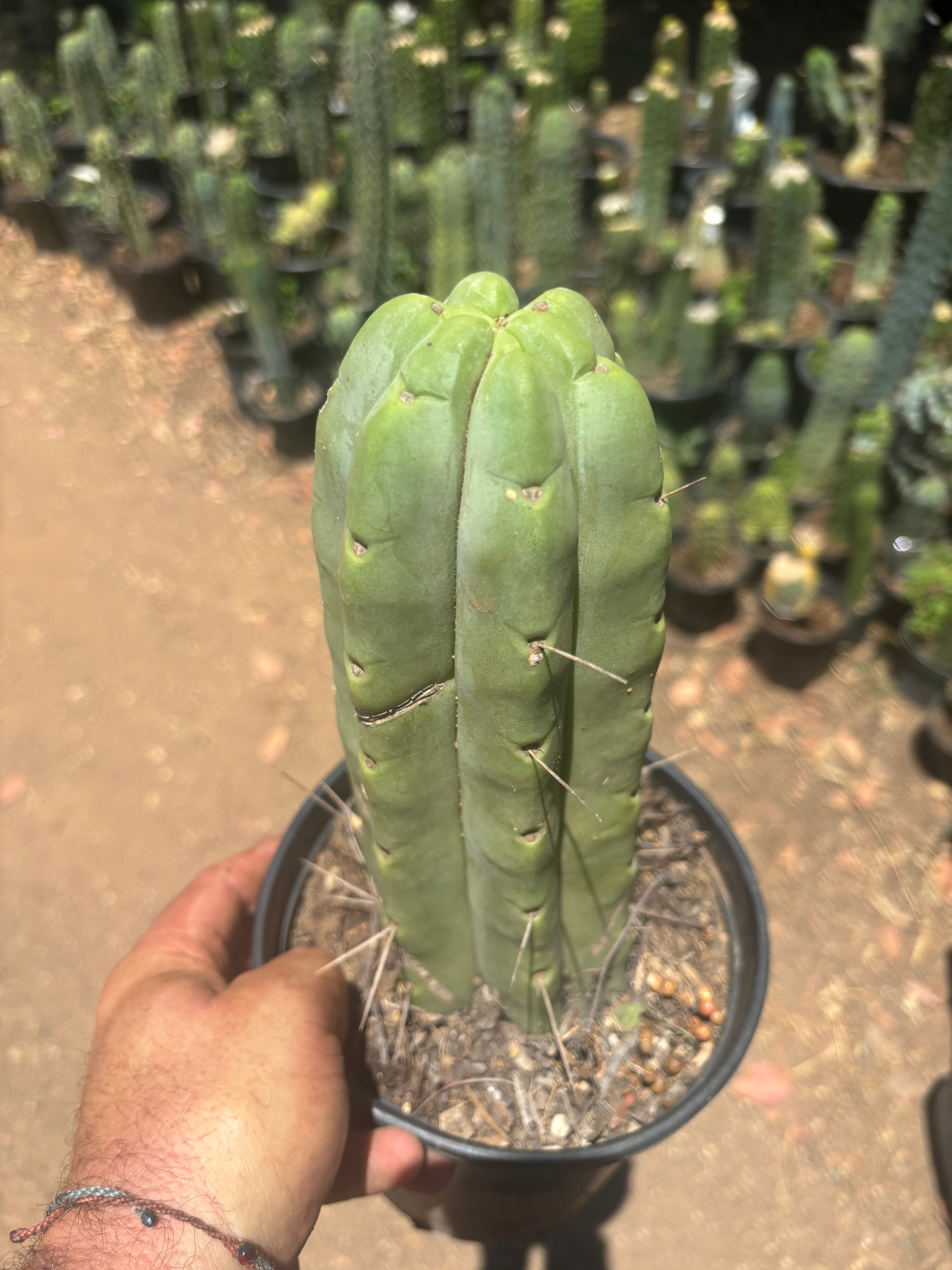 👑🌶️🌶️  Jiimz Twin — FAT Rooted 11” Tip