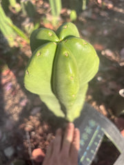 👑🌶️ Zulk — XL FAT 13” Pup