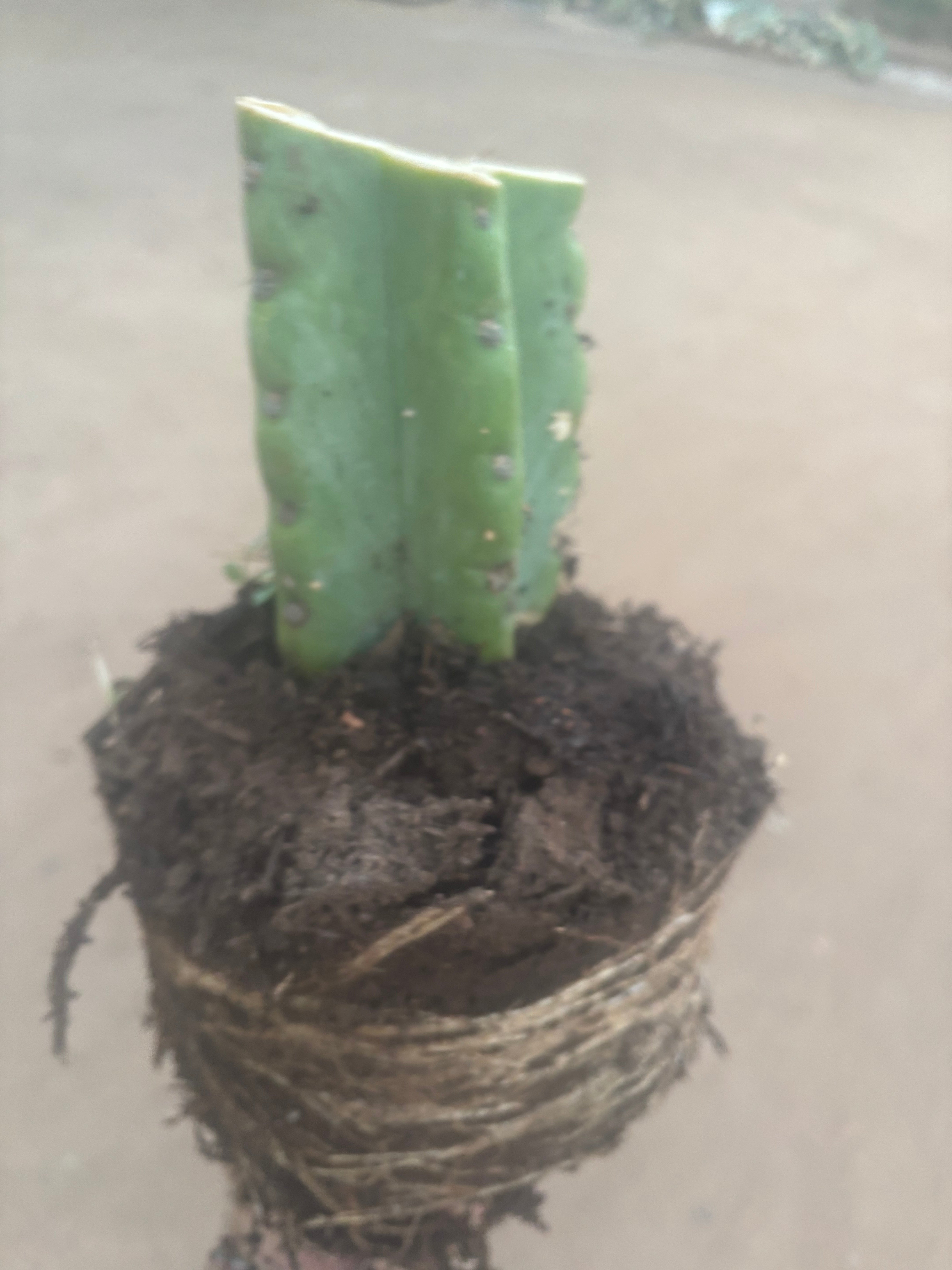 💎🌶️🌶️ NOM — Fully Rooted XL Stump