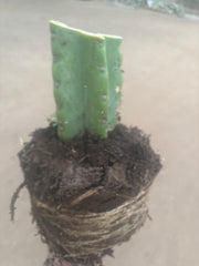 💎🌶️🌶️ NOM — Fully Rooted XL Stump