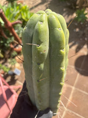 👑💎🌶️🌶️ Eileen — Max Girth 12” Tips