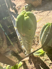 👑🌶️ More Jiimz Twin Spine  — 12” Tips