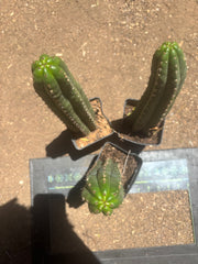 👑🌶️ Torres & Torres — Rooted 11” Tips