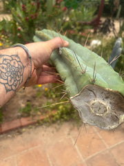 👑💎🌶️🌶️ Eileen — 17” Mega Tip (Last One)