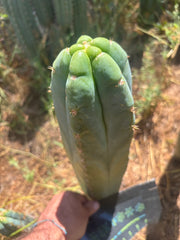 💎👑🌶️ Bob’s Colossus — Beefy 11” Tip