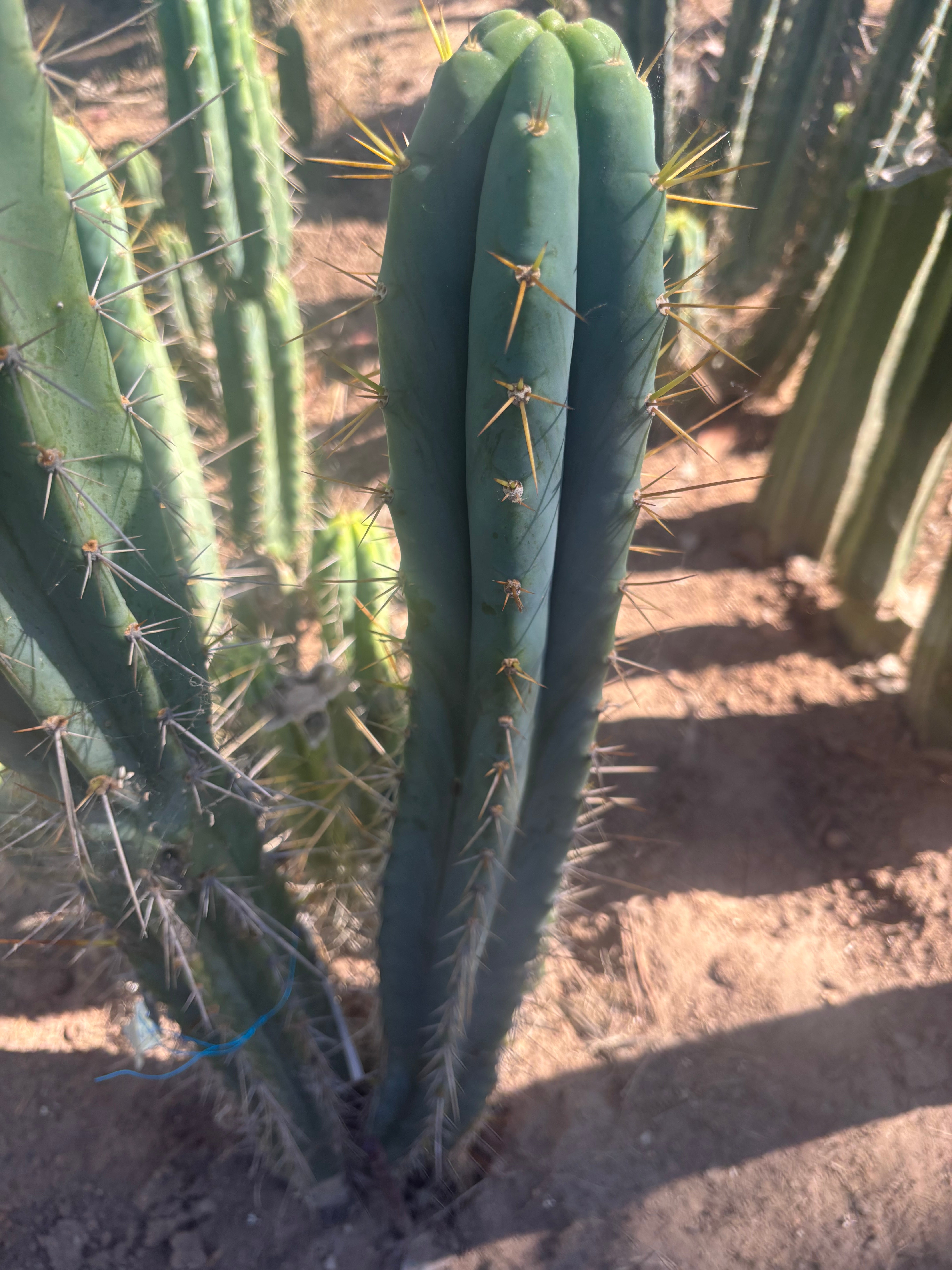 💎🌶️ 0102 — XXL Two Footer Tip (24”)