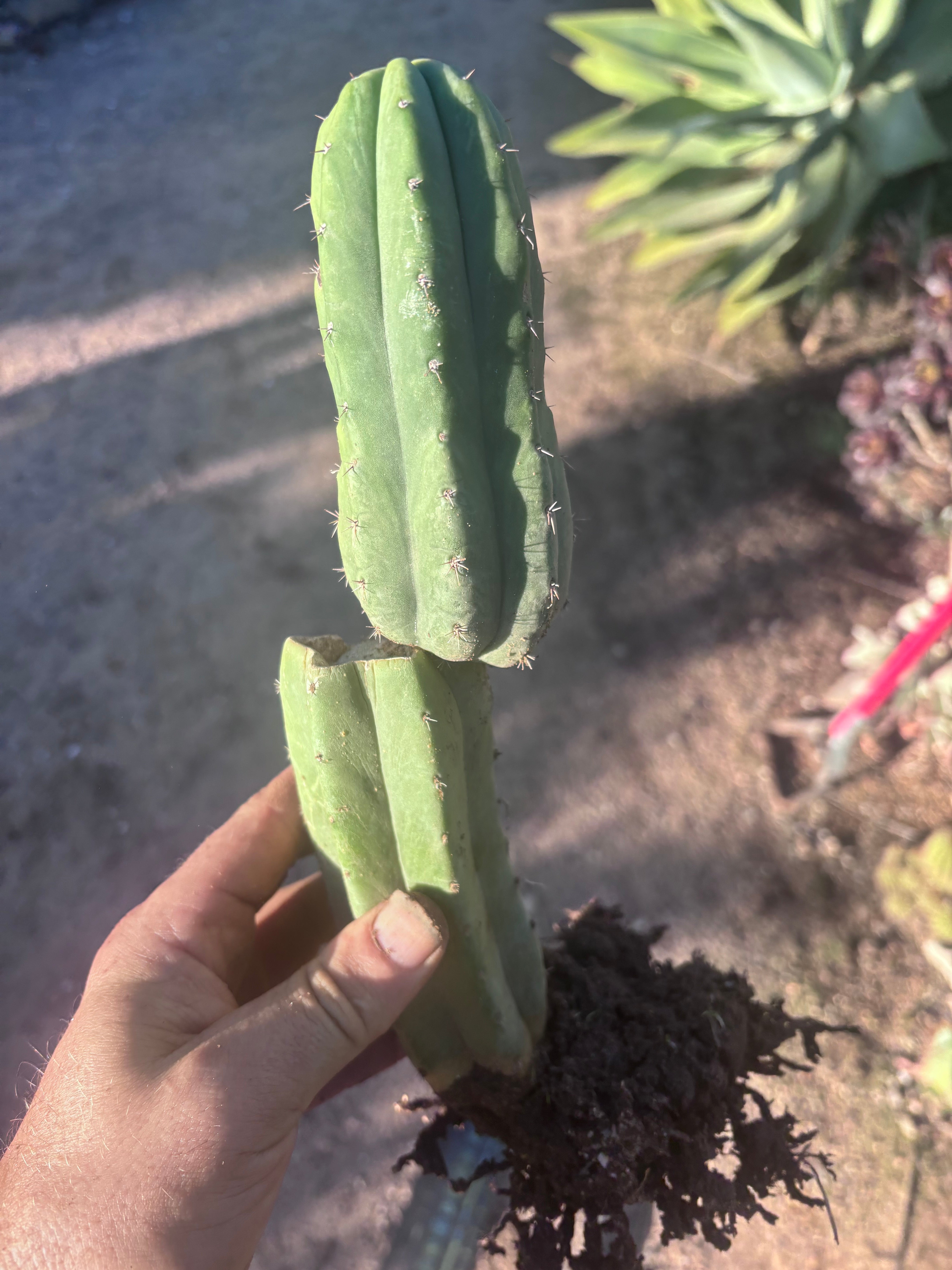 👑🌶️ Genesis — 12” Rooted