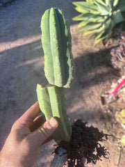 👑🌶️ Genesis — 12” Rooted