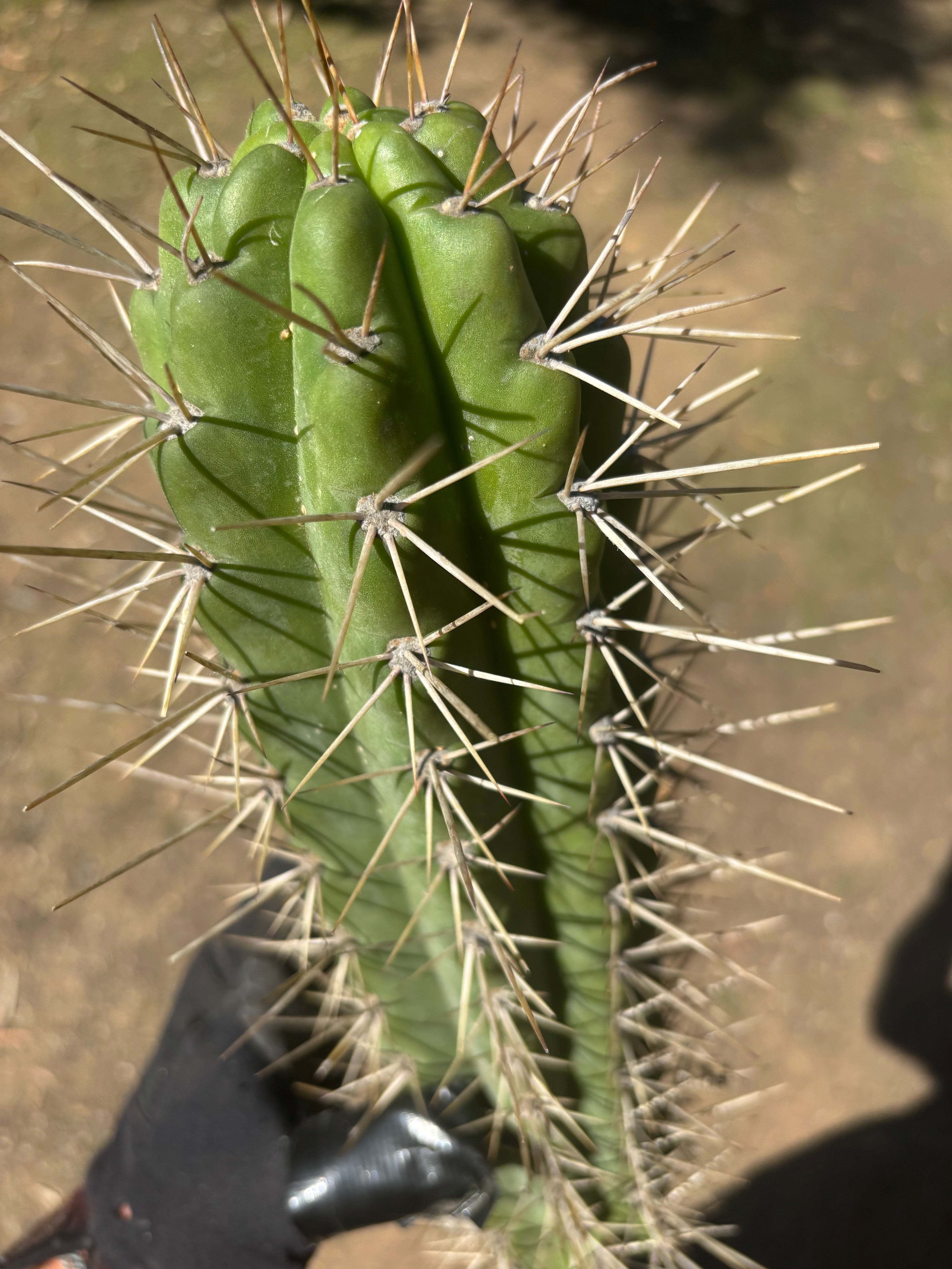 🌶️ SS02 x Kimura’s Spiny Giant   — XL 15” Pup