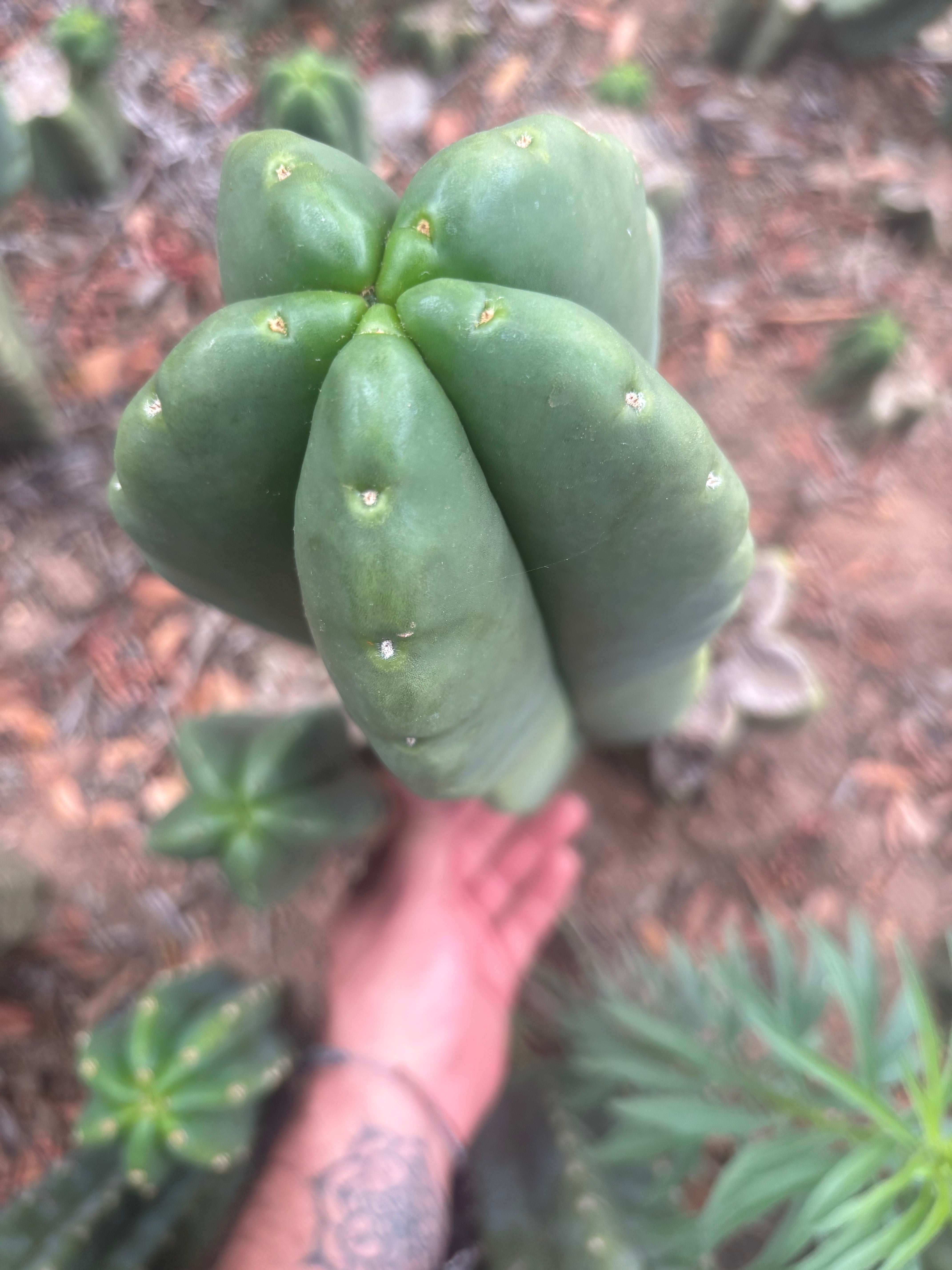 💎👑💎🌶️ Ferah — 13” Beast Pup
