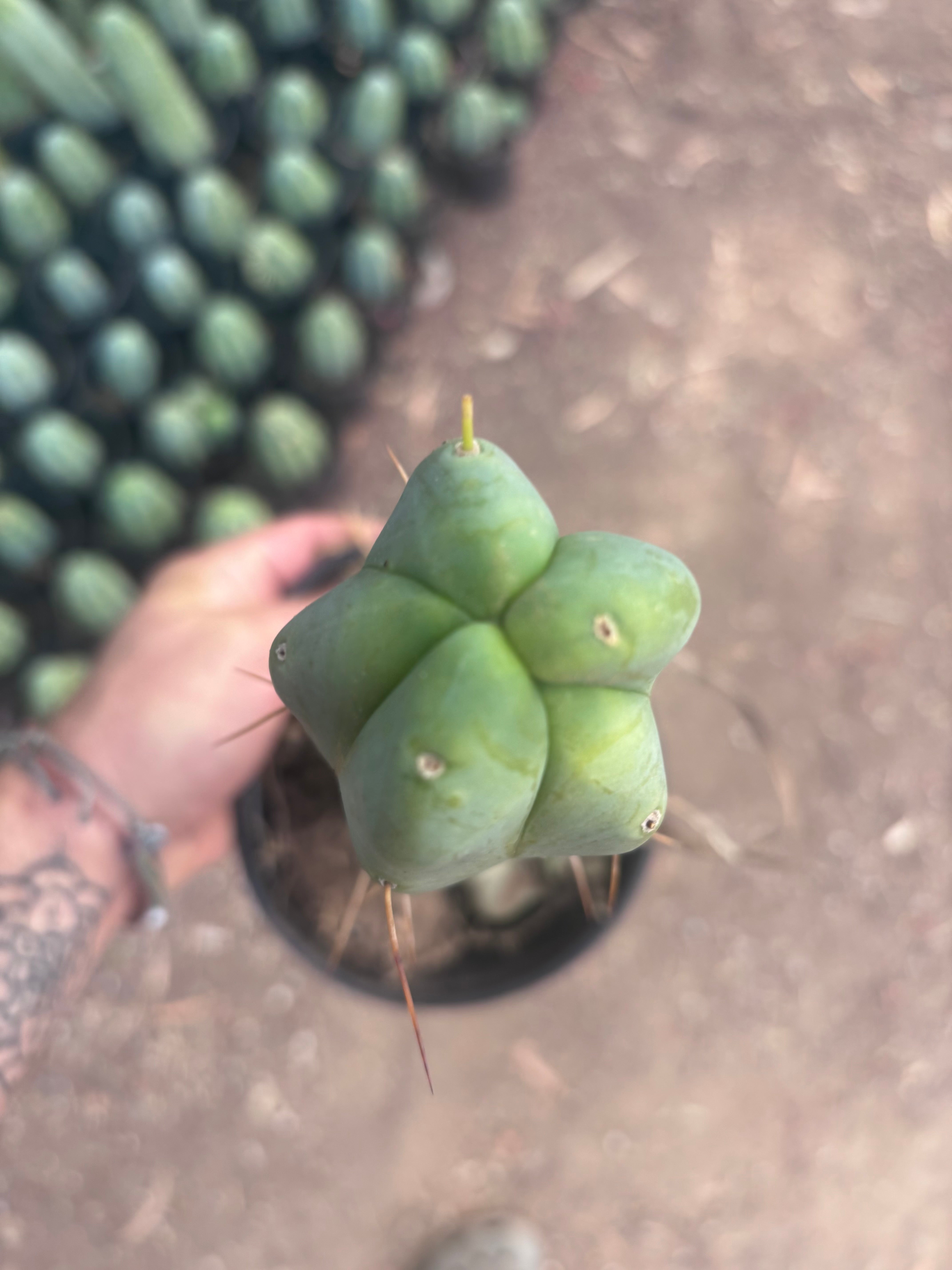 👑🌶️ Caballero — 11” Rooted