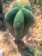 👑💎 Aussie Scop — FAT 12” Tip