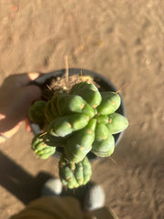 💎👑💎 Havran — Established Multi-Pup Graft on PC