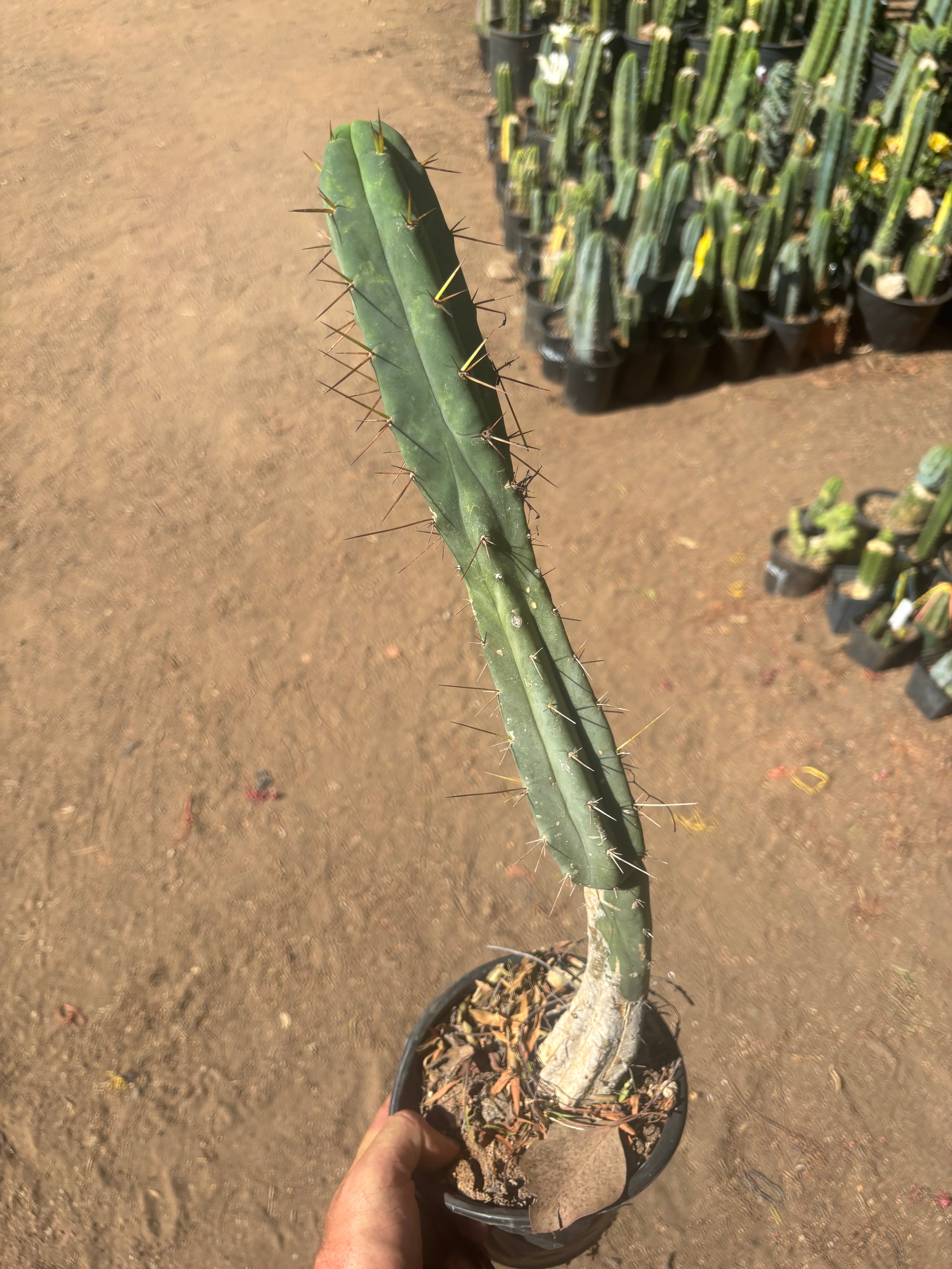 👑🌶️🌶️ Dulzura — Rooted 18”