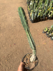 👑🌶️🌶️ Dulzura — Rooted 18”