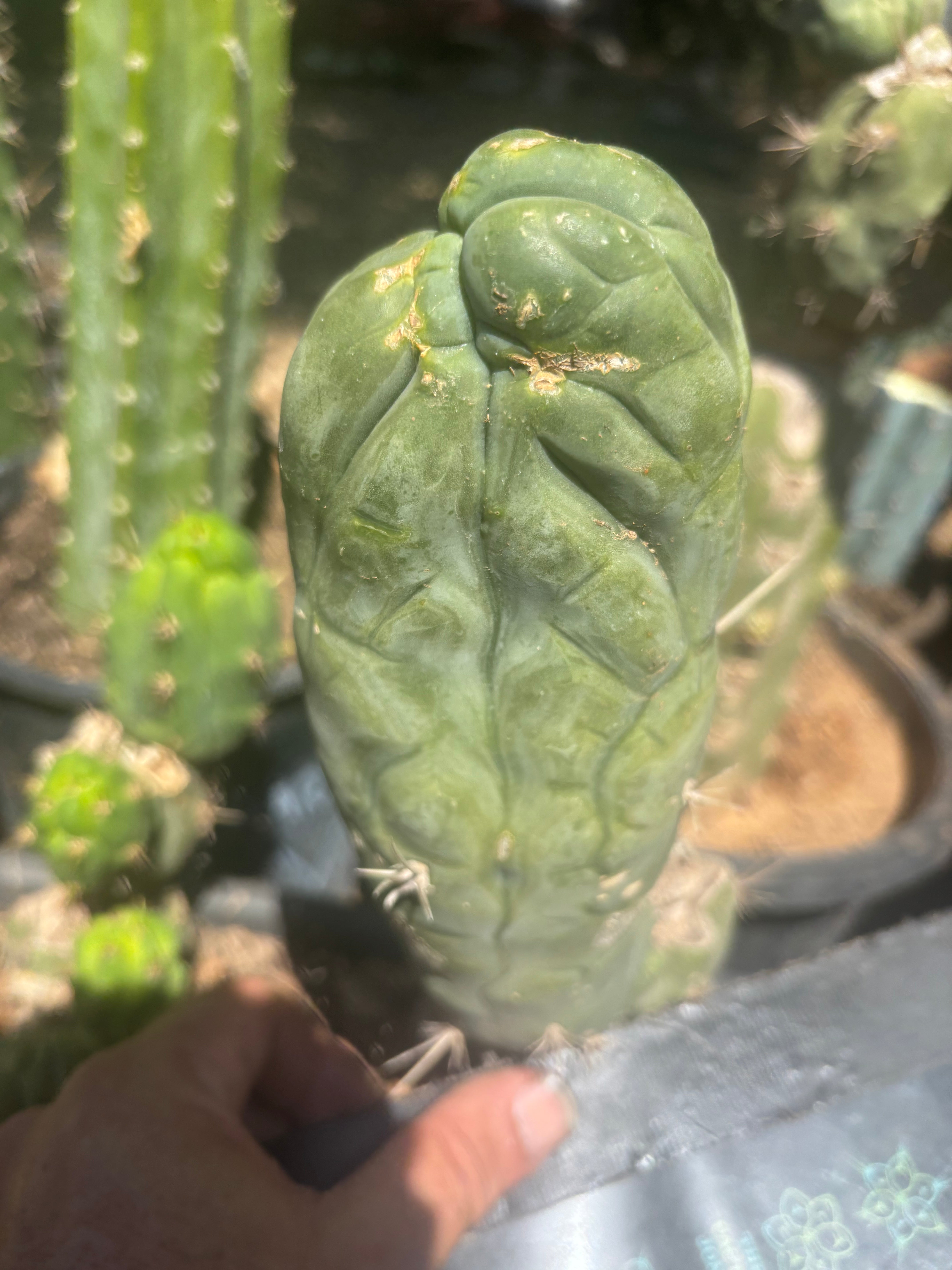 💎👑🐉 Bruce’s Dragon — Thick 8” Pup