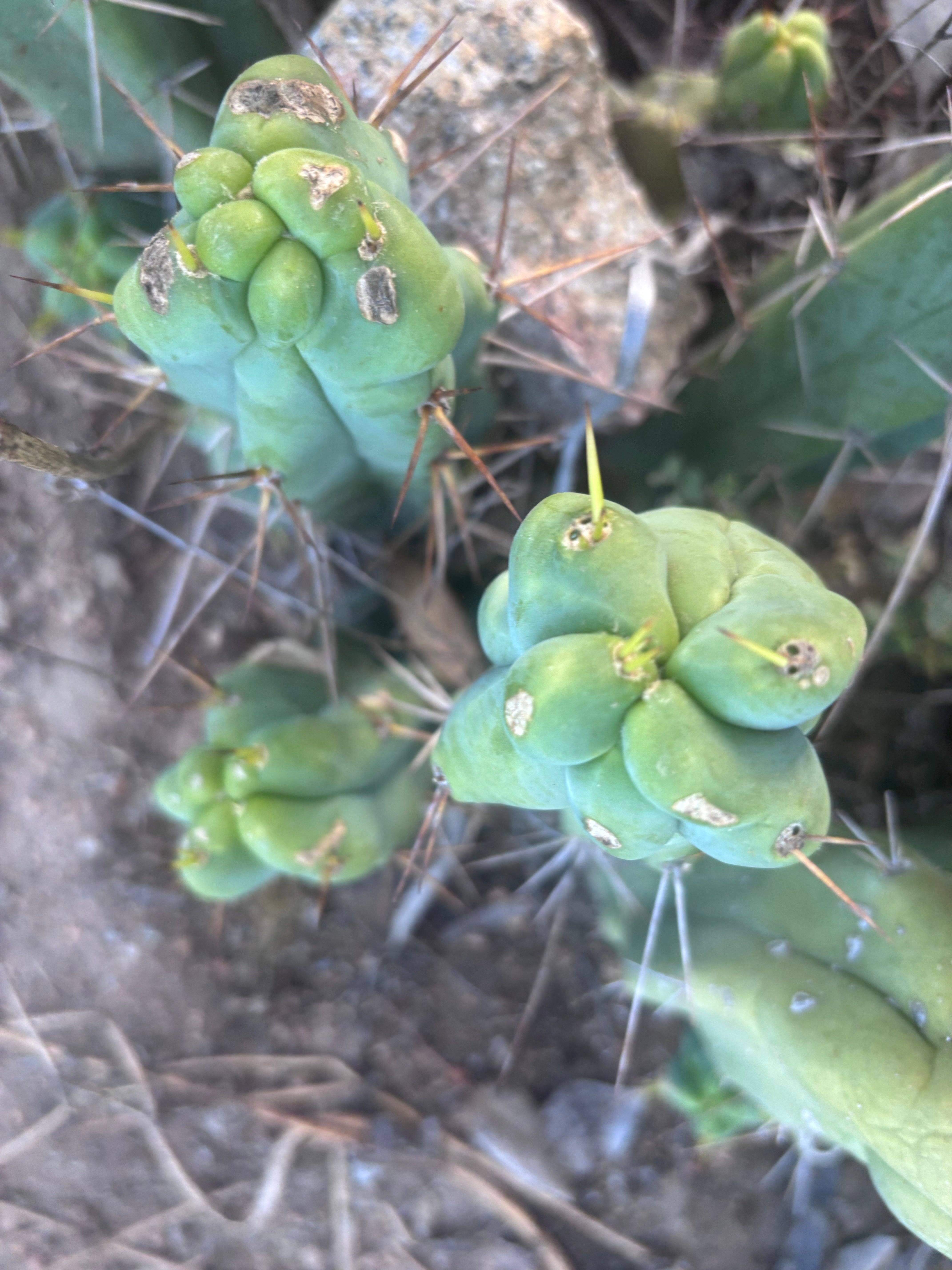 👑🌶️  Mel — 8” Pup