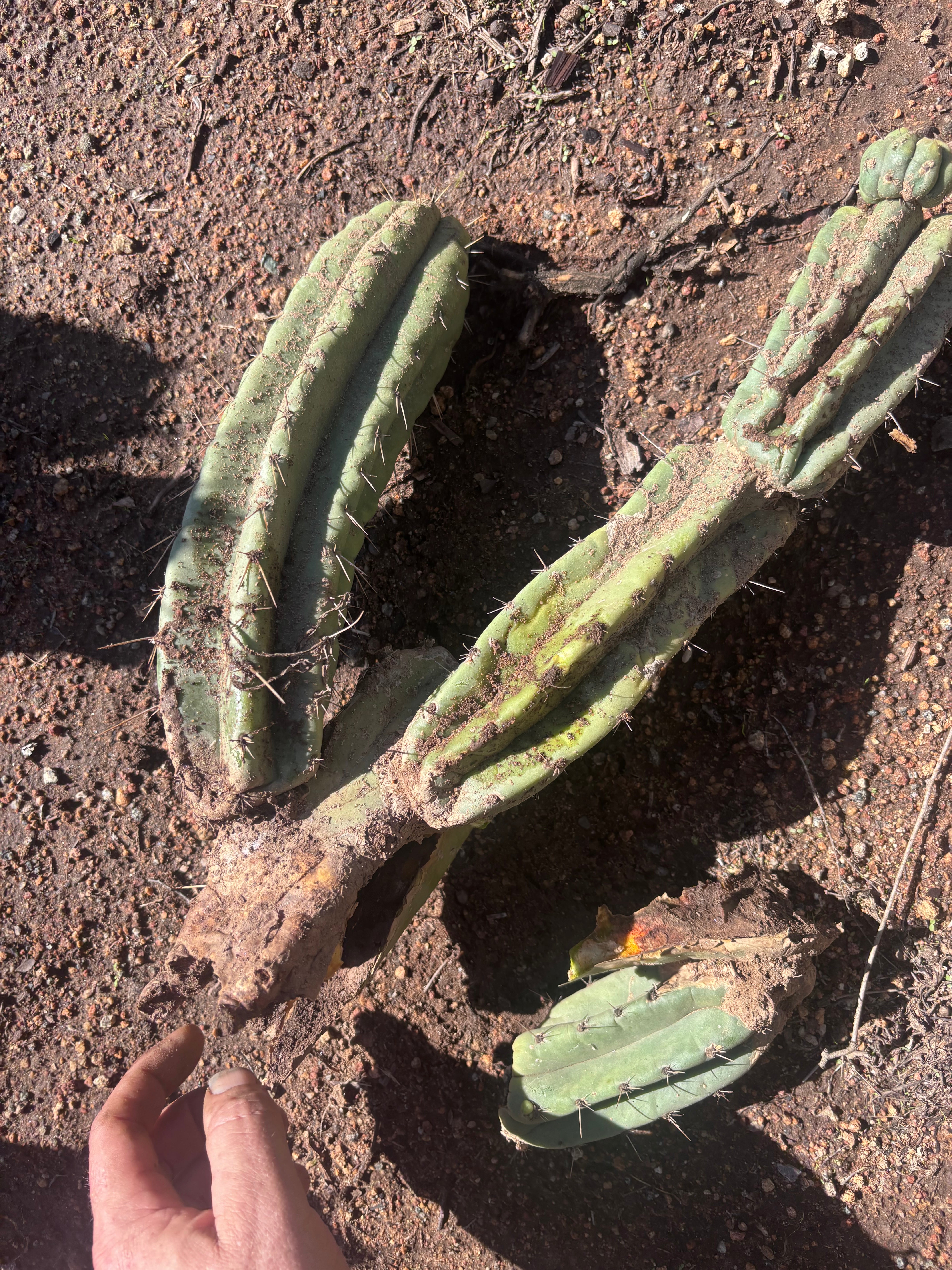 👑🌶️ Yowie — 24” Total