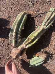 👑🌶️ Yowie — 24” Total