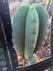 💎👑💎🌶️ Ferah — Fat 8” Pup