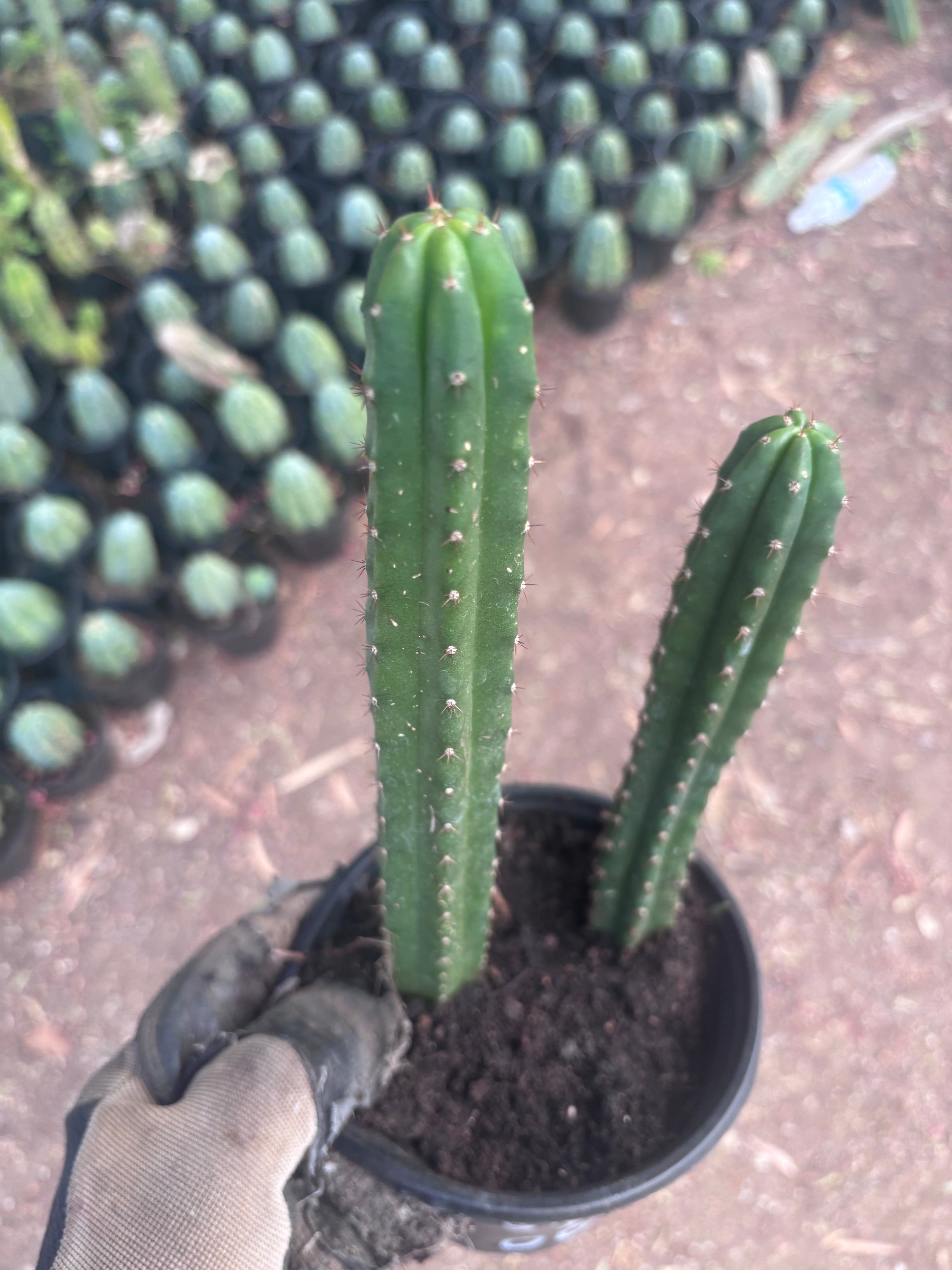 SS02 x Ogun — 2 Yearlings