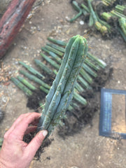 👑🌶️🌶️ Kate’s Bridge — 12-14” *Rooted* Tips