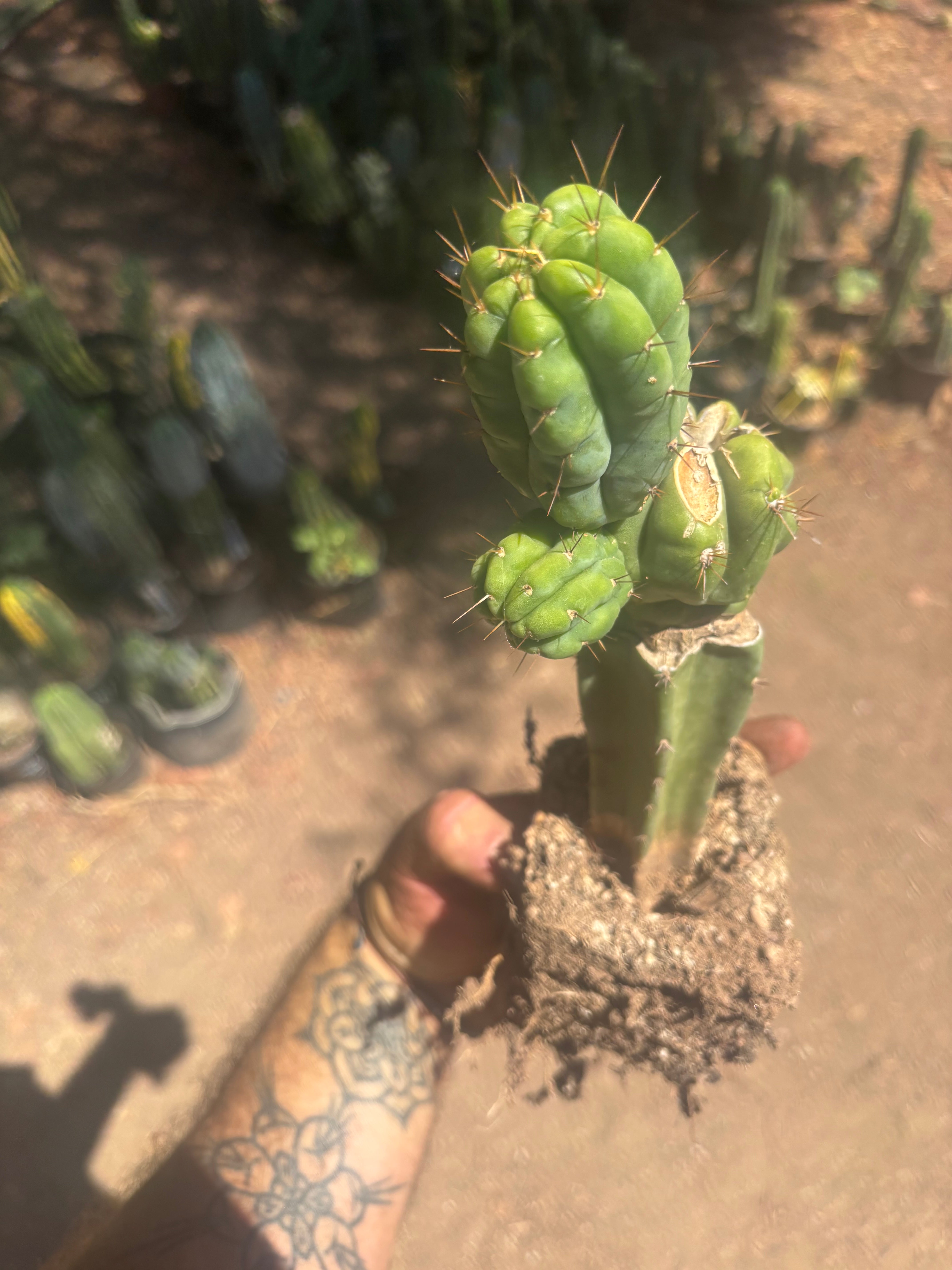 💎👑💎 Havran — Established Multi-Pup Graft on PC