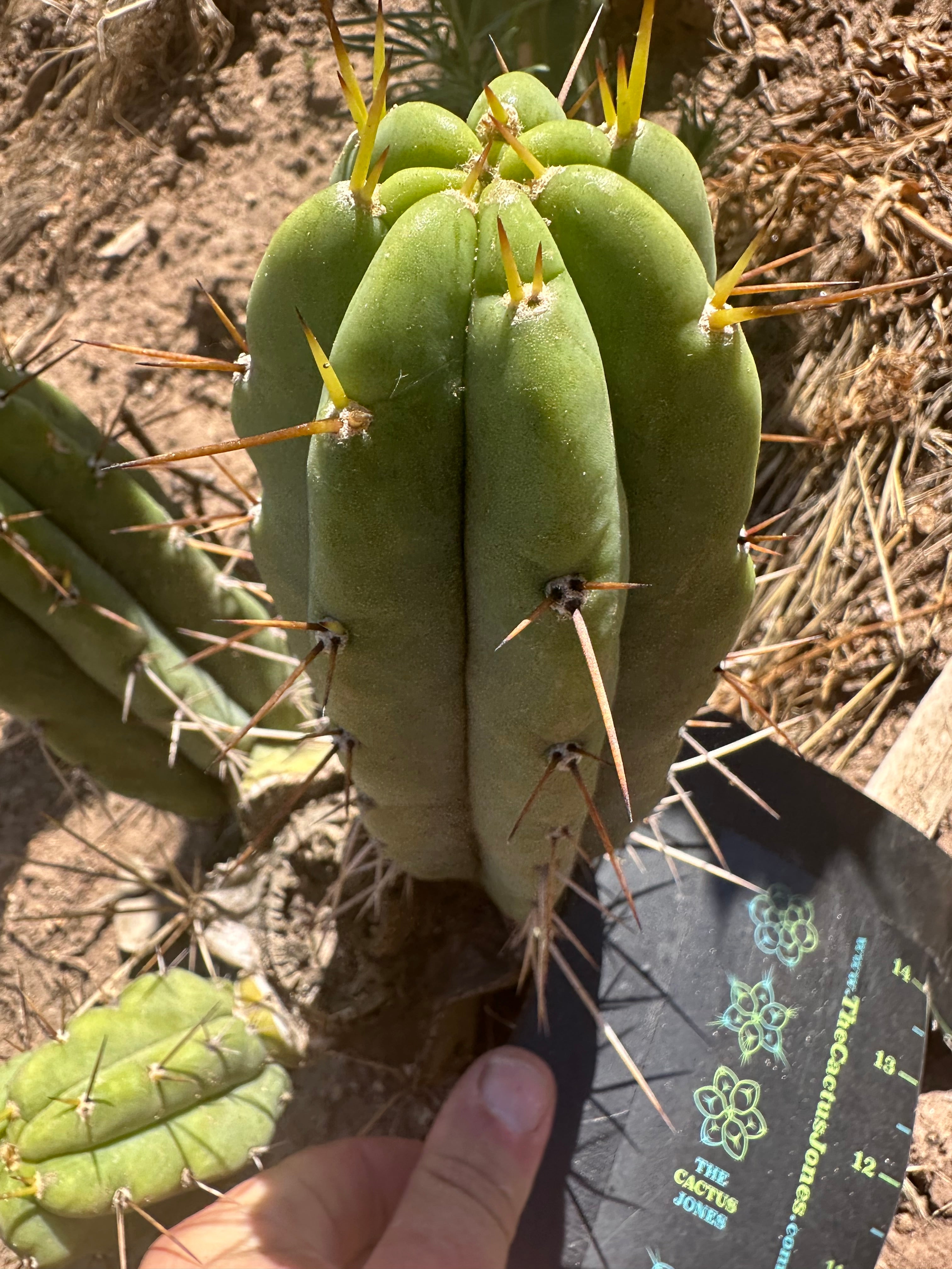 🌶️🌶️⚠️ E.R. — 9” Pup