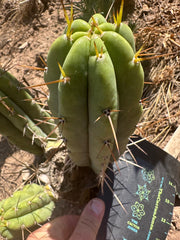 🌶️🌶️⚠️ E.R. — 9” Pup