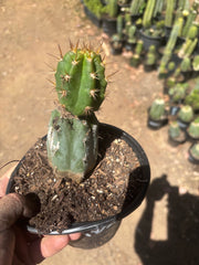💎👑💎 Tulhuay — Rare Magenta Flower — Rooted Slab Graft w/ Pup
