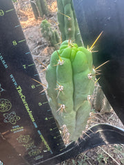 💎👑 Bruce’s Dragon — 8” Pup