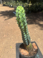 👑💎 Grecas — XL Established Tip Graft, Rooted