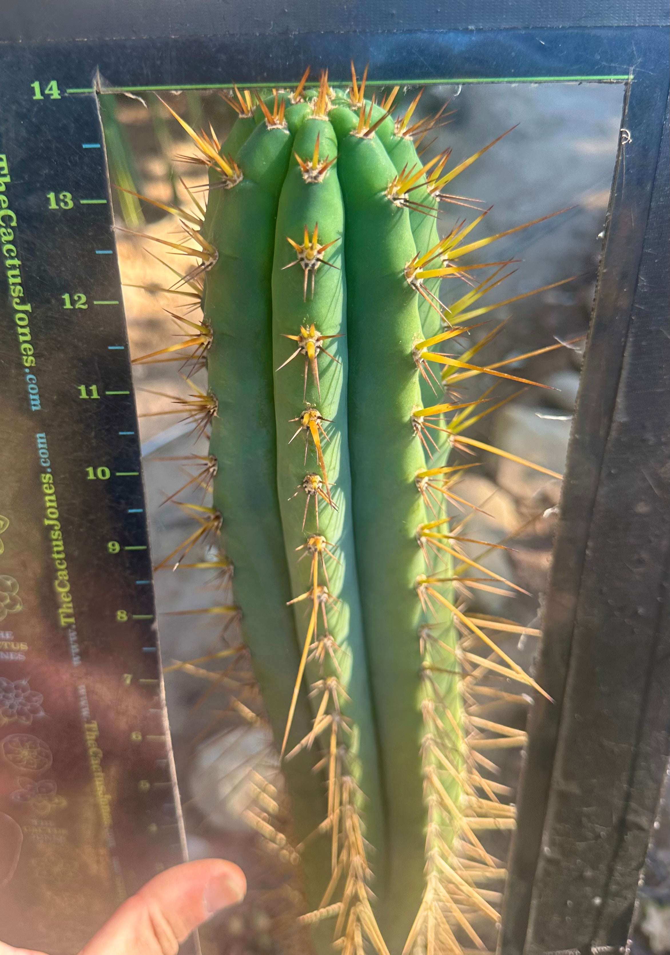 💎👑 LongSpine — XL 14” Tip