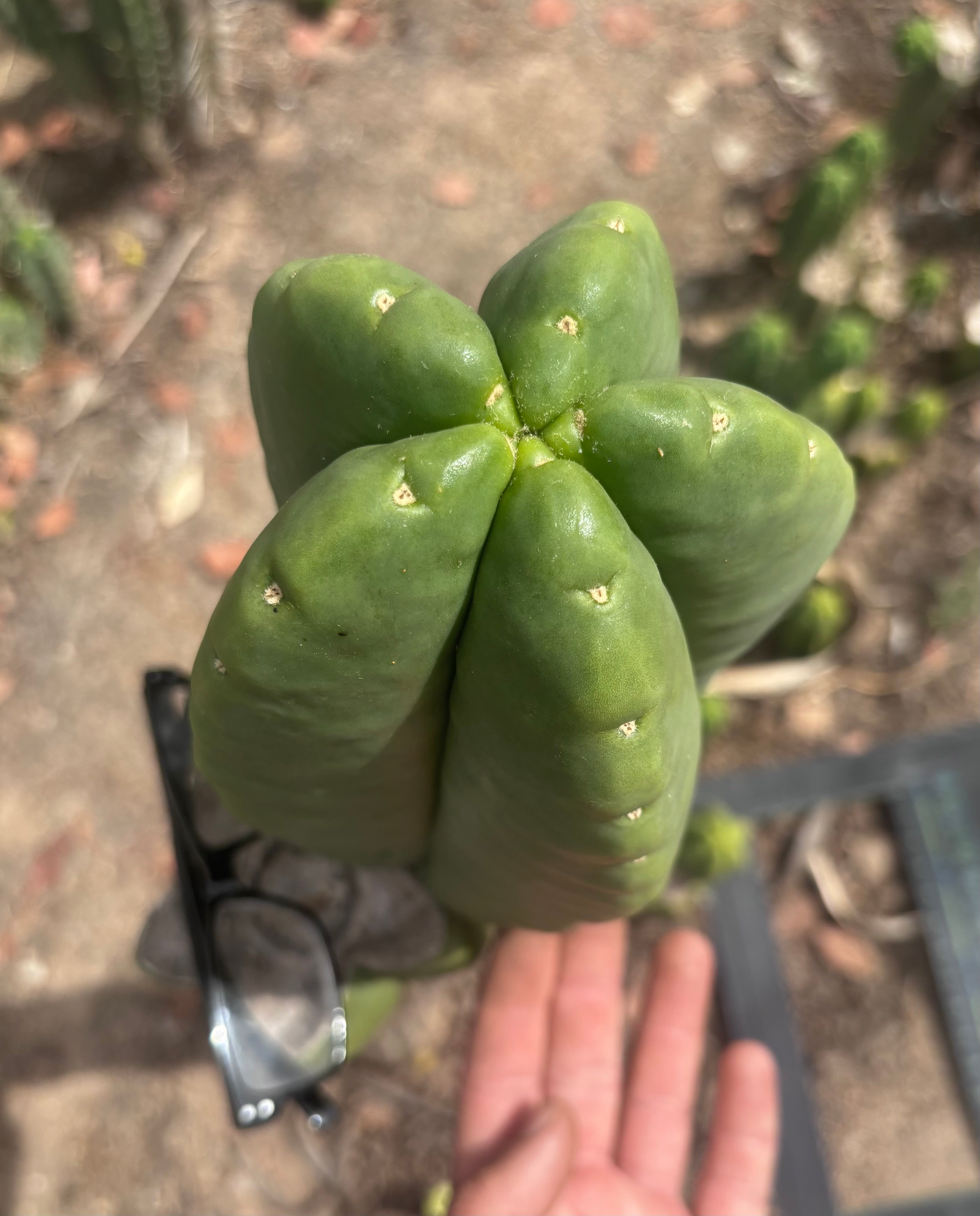 💎👑💎🌶️ Ferah — Massive 10” Melon!