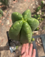 💎👑💎🌶️ Ferah — Massive 10” Melon!