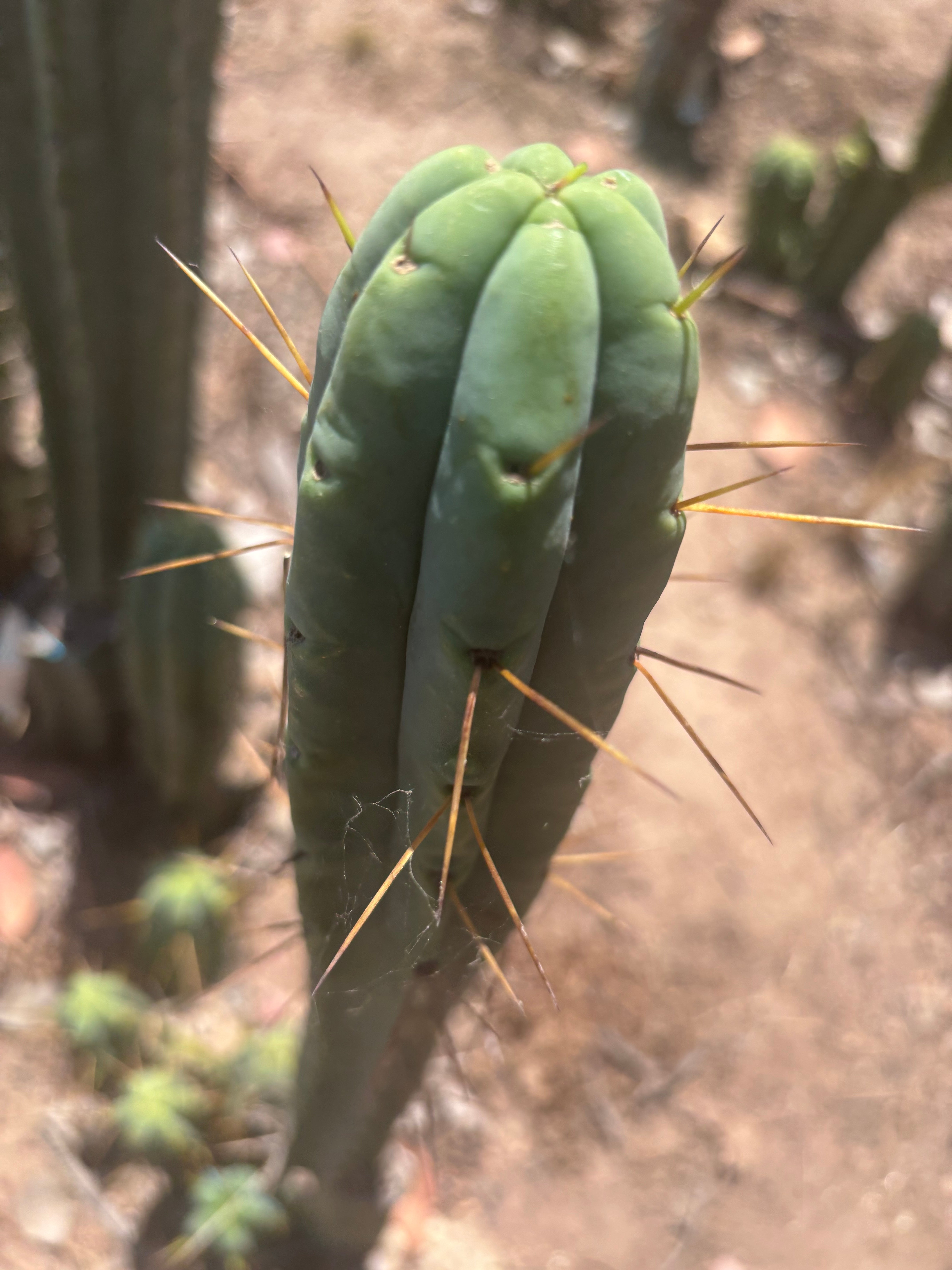 👑🌶️🌶️  Jiimz Twin — 15” Pup