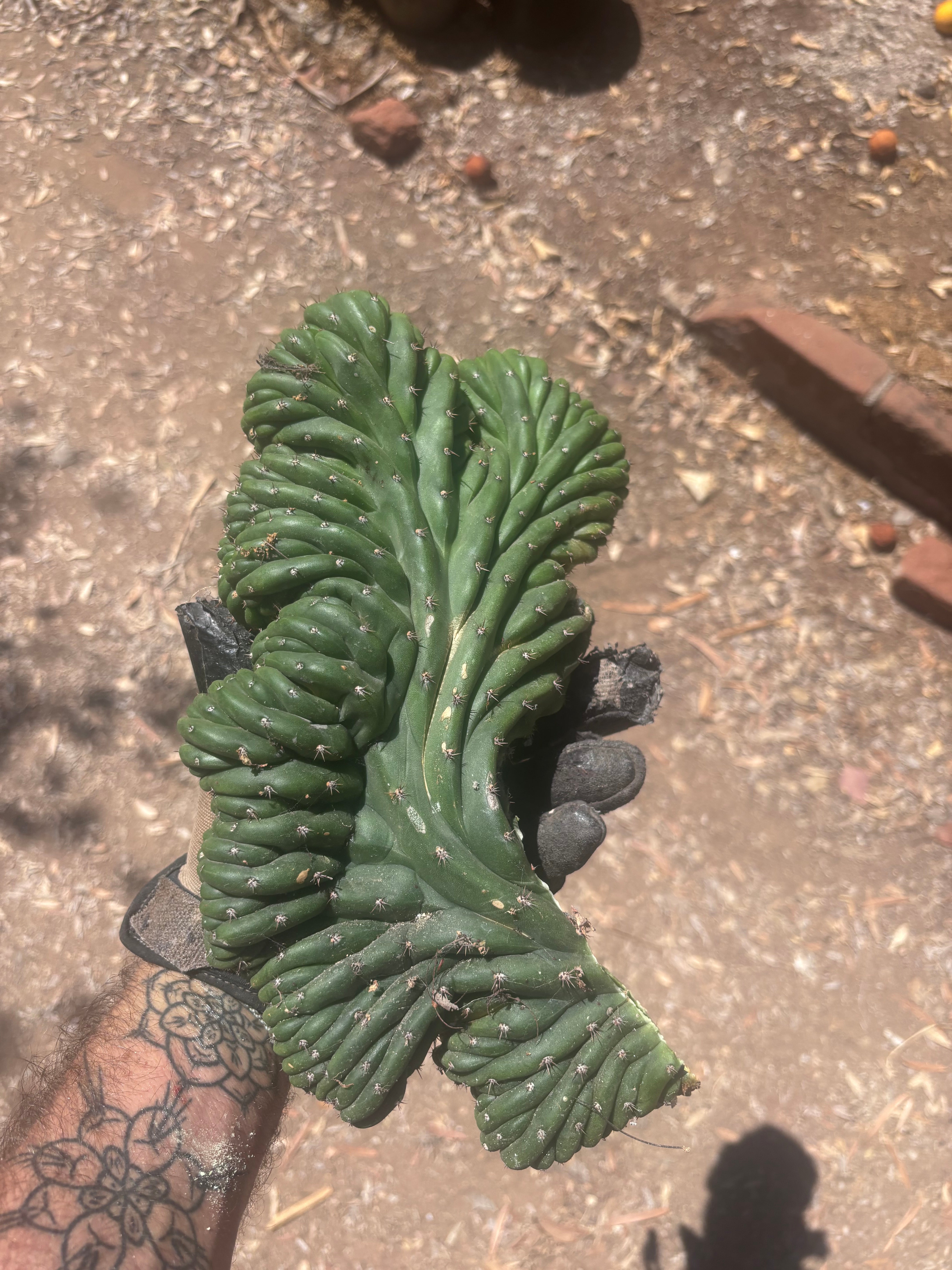 💎👑 TPMC — Large Crest