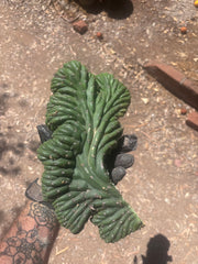 💎👑 TPMC — Large Crest