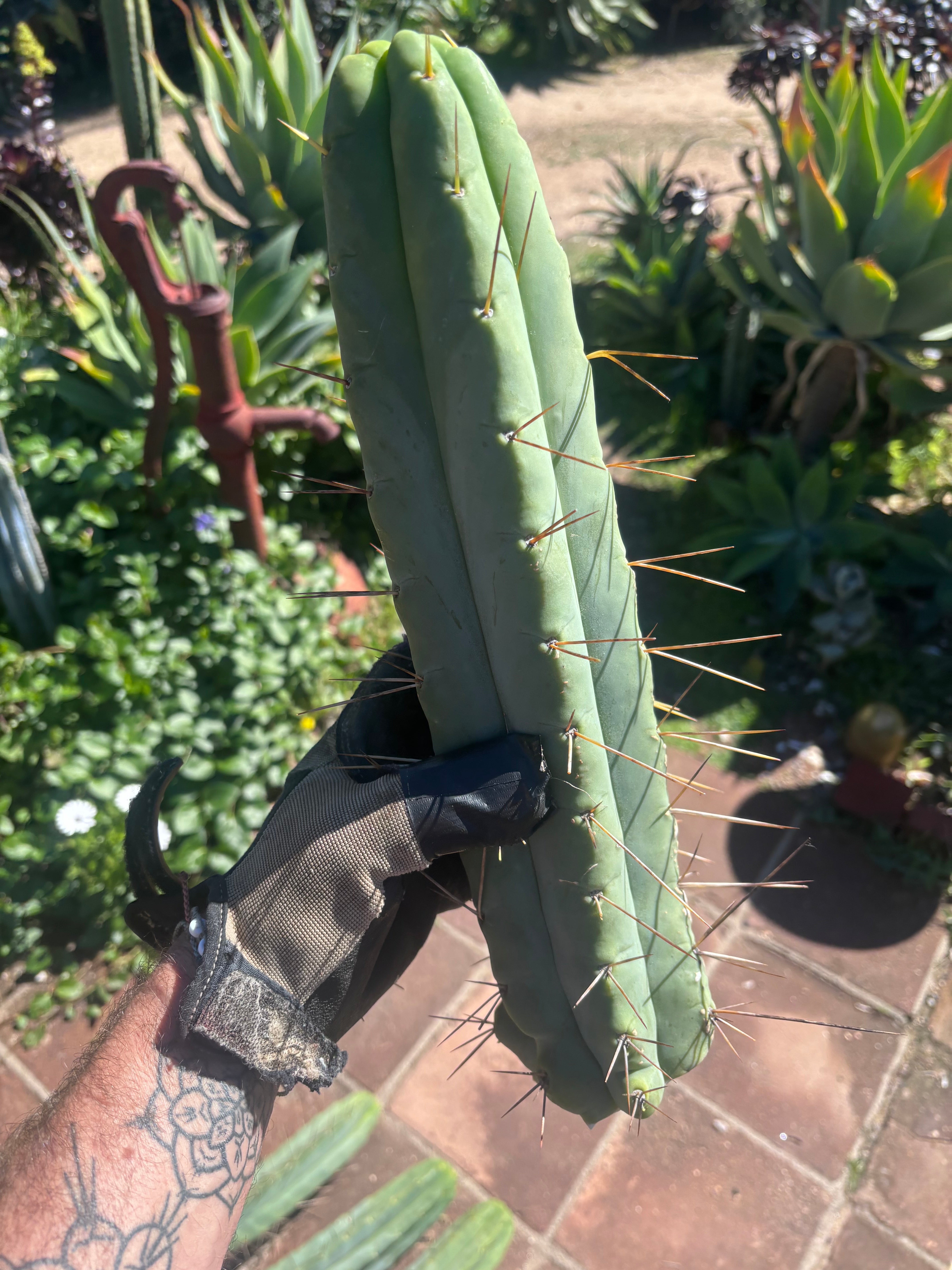 👑💎🌶️🌶️ Eileen — 15” Mega Tips