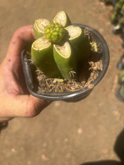 👑 Hulk’s Balls — Graft On Rooted PC
