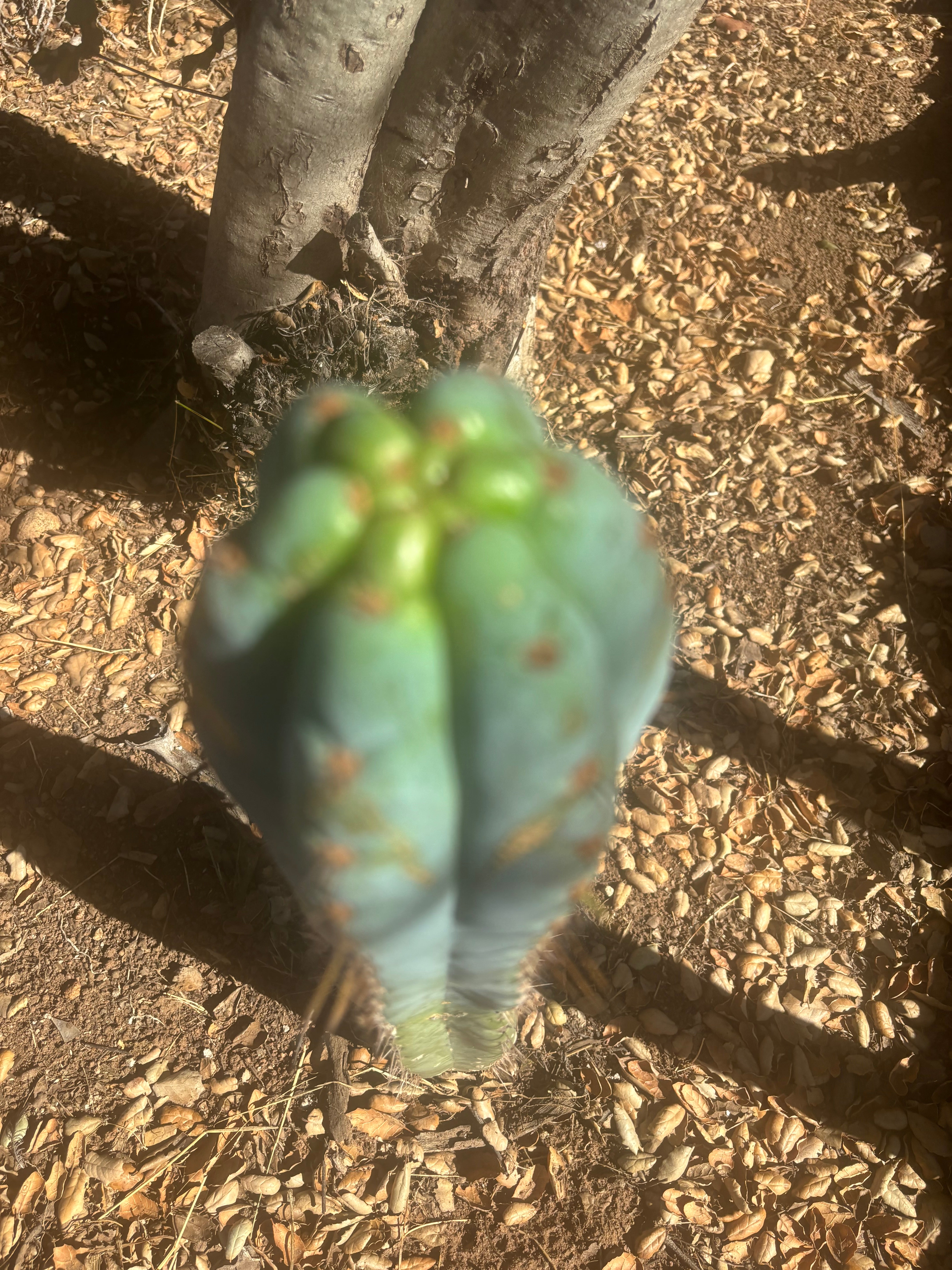 💎👑 Papa Smurf — Chonky 10” Tip