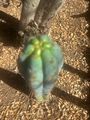 💎👑 Papa Smurf — Chonky 10” Tip