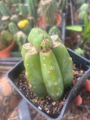 💎👑💎 Parque de las Leyendes —BK08611.4 Clone A —  Rooted Slab Graft w/ Pup Starting