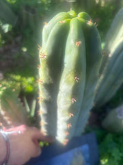 🌶️🌶️ NoidTwo — 11” Pup