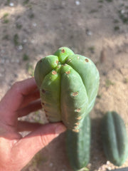 👑🌶️ Pierre — Lot of 3 Pups