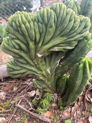 Custom Listing for Daniel S