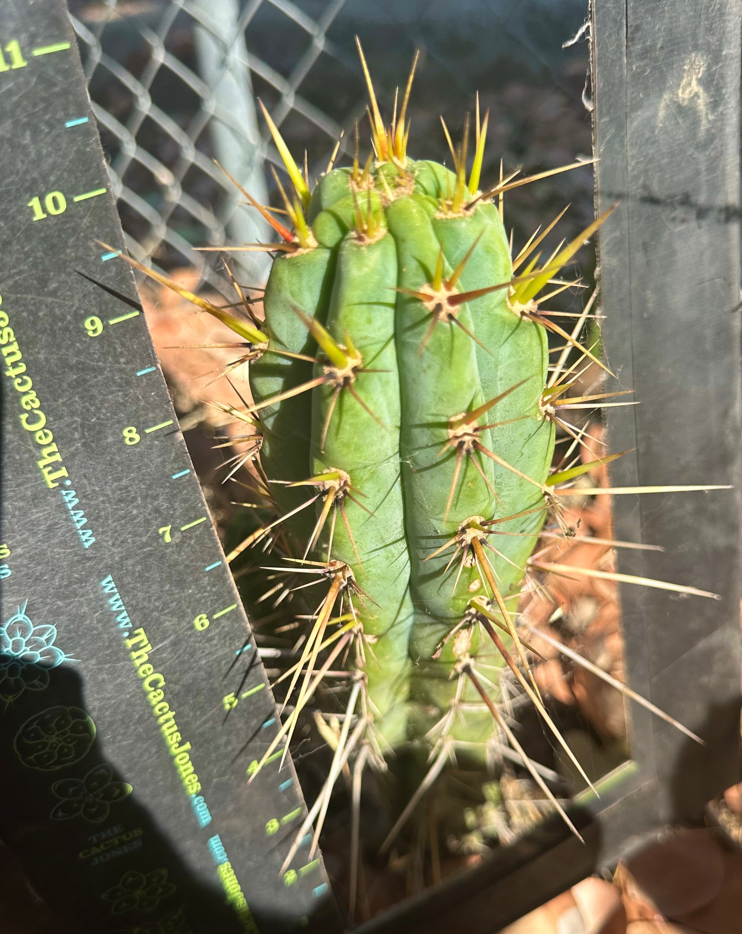 🌶️ Medicine Man x Validus — 10” Tip